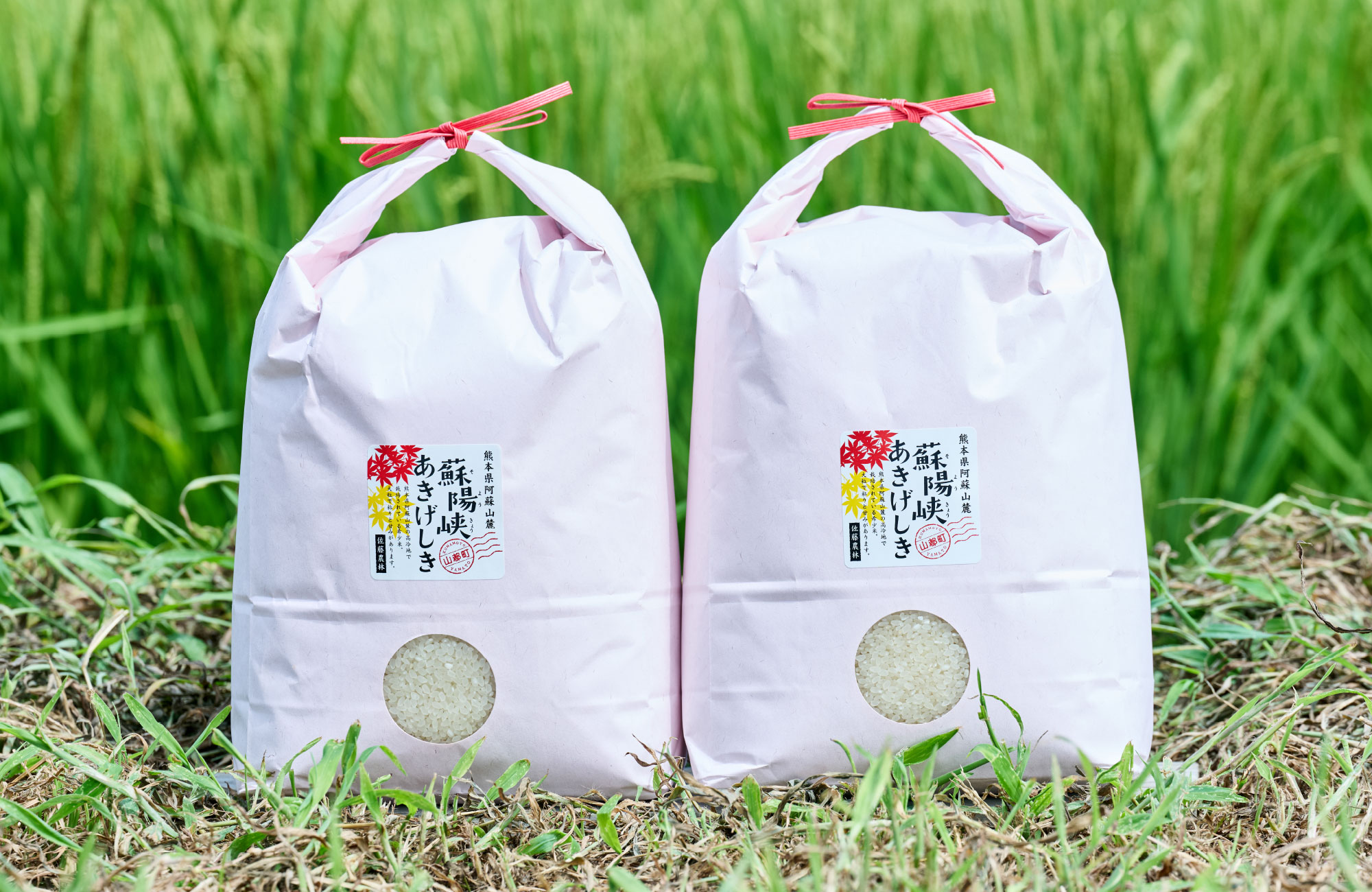 令和8年度産 蘇陽峡あきげしき5kg×2